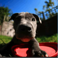 Pet Grooming Surrey 
