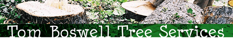 Tree Surgeon Fulham