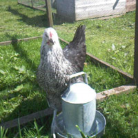 Chicken Wire Bristol
