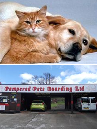 Dog Boarding Nottingham 