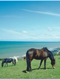 Animal Feed Newry