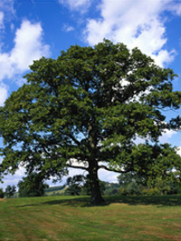 Accountants Ashford 