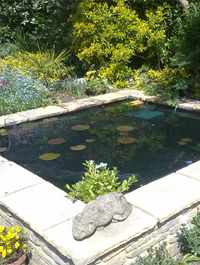 Fish Tank Cleaning Hertfordshire